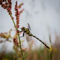 Golden Ringed Dragonfly
