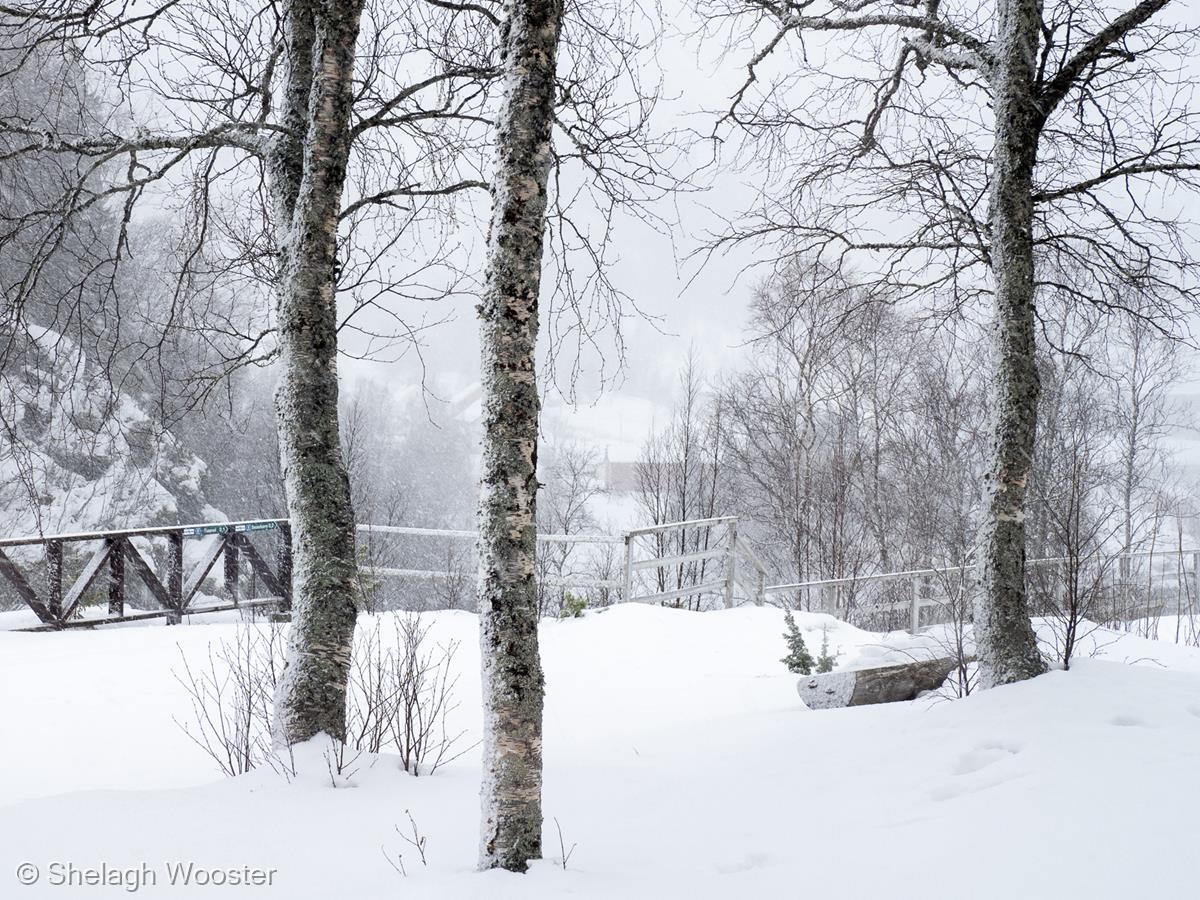 Snowy Norway by Shelagh Wooster