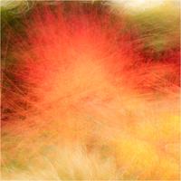 Burning Bush