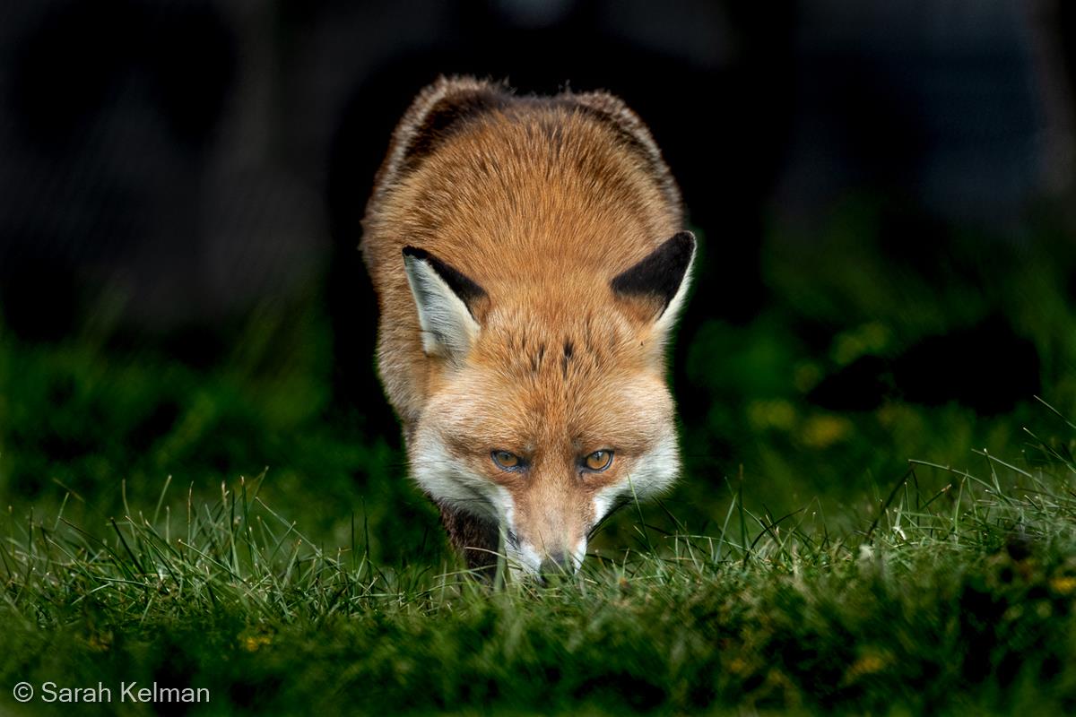 Red Fox at Midnight by Sarah Kelman