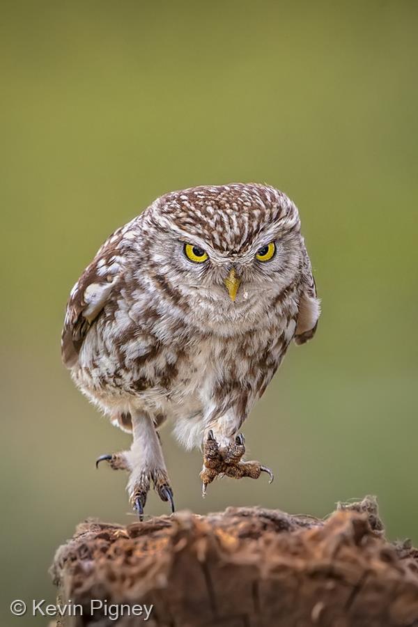 My Local Little Owl by Kevin Pigney
