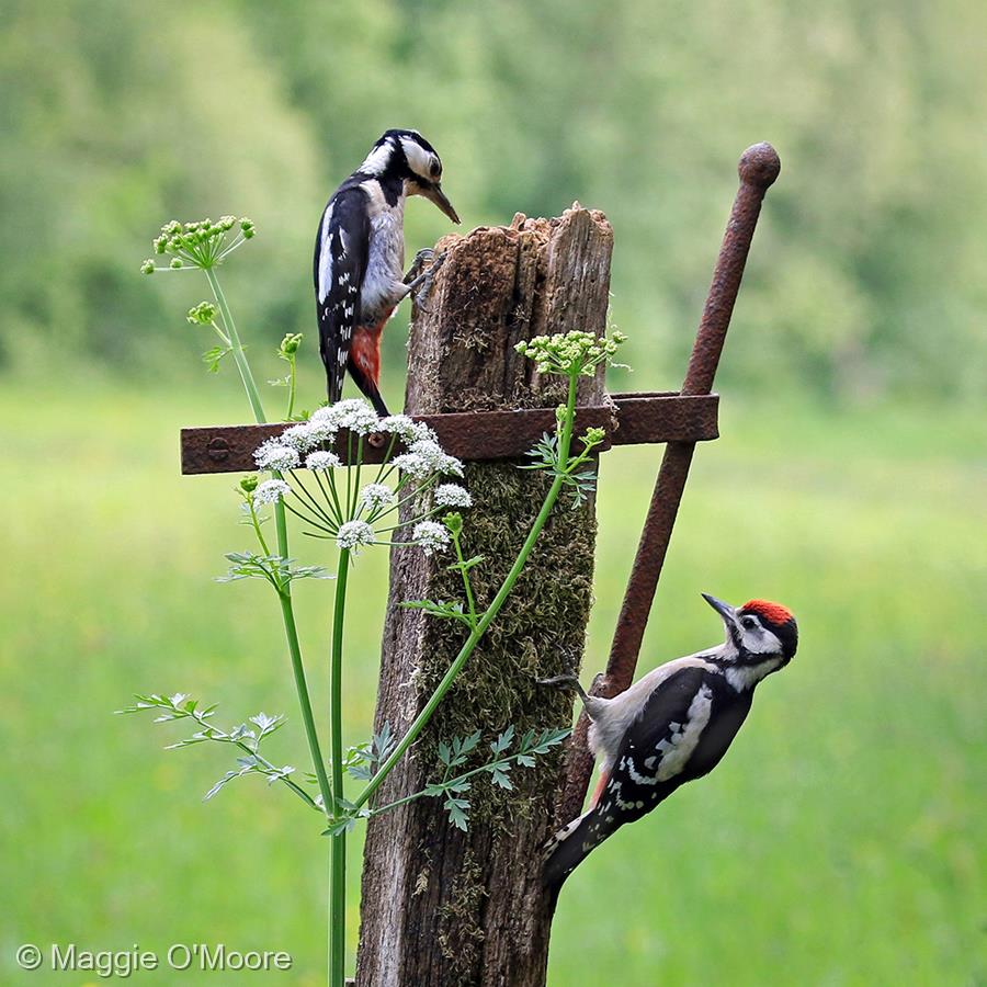 Adult and Juvenile Woodpeckers by Maggie O'Moore
