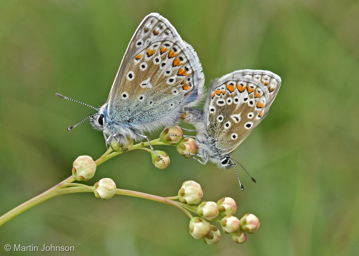 Mating Common Blue Butterflies by Martin Johnson