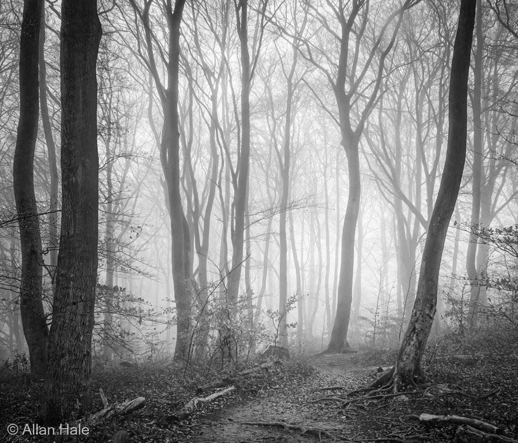 Beechwood in the Mist by Allan Hale