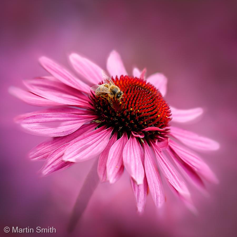 Echinacea with Bee by Martin Smith