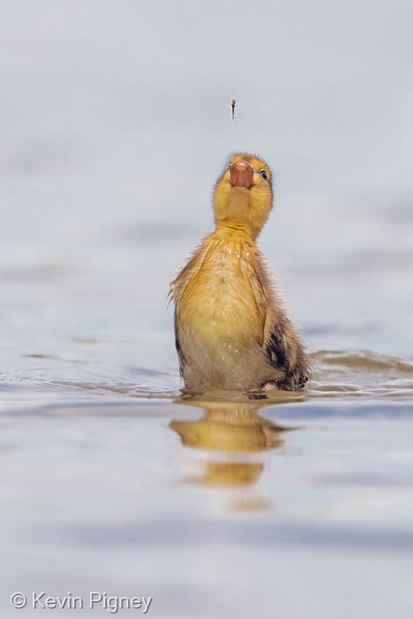 Duckling Catching Mayfly by Kevin Pigney
