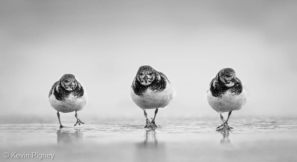 Turnstone Trio by Kevin Pigney