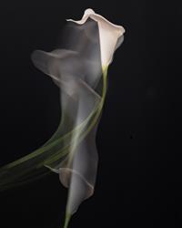 A Dancing Calla Lily
