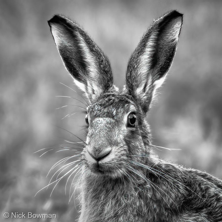 Hare on Full Alert by Nick Bowman