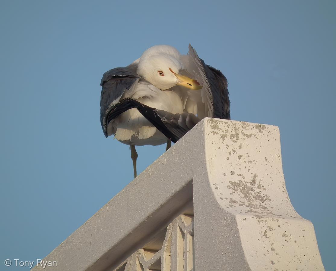 Preening Lesser Black-backed Gull by Tony Ryan