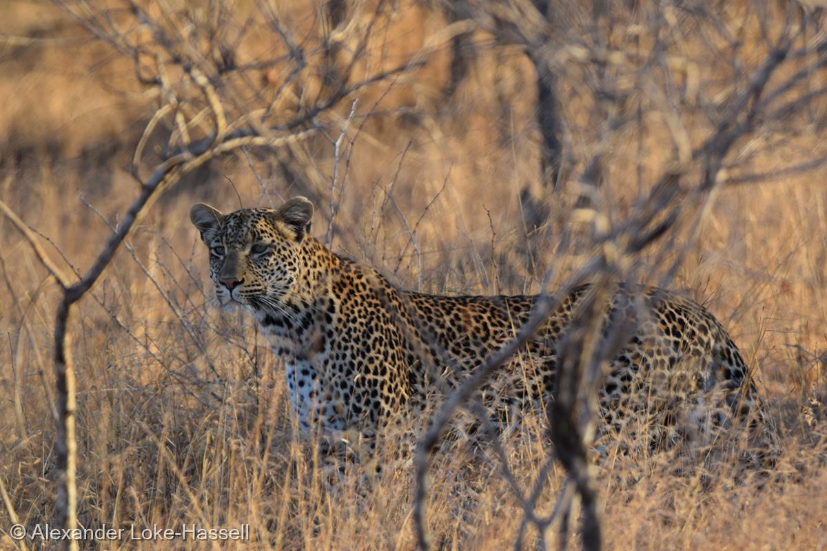 Leopard by Alexander Loke-Hassell