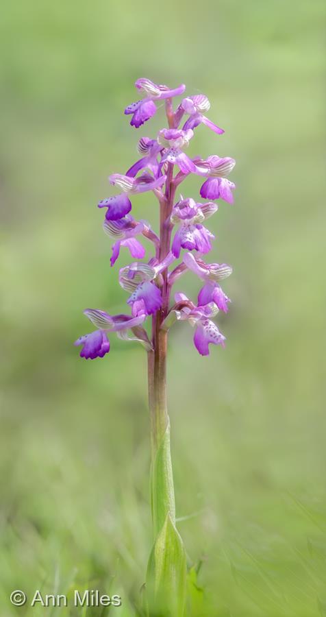 Green-winged Orchid by Ann Miles