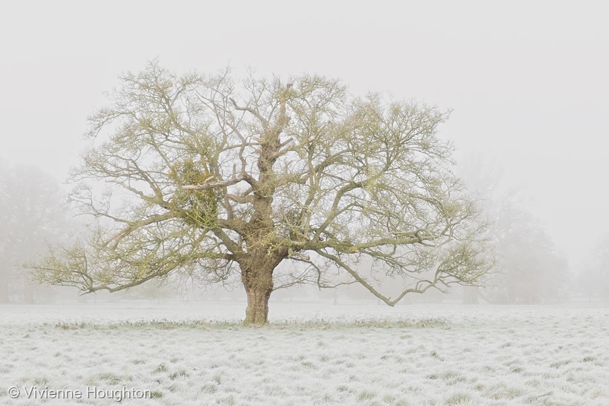 Lichen  and Frost by Vivienne Houghton