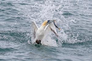 After the Catch