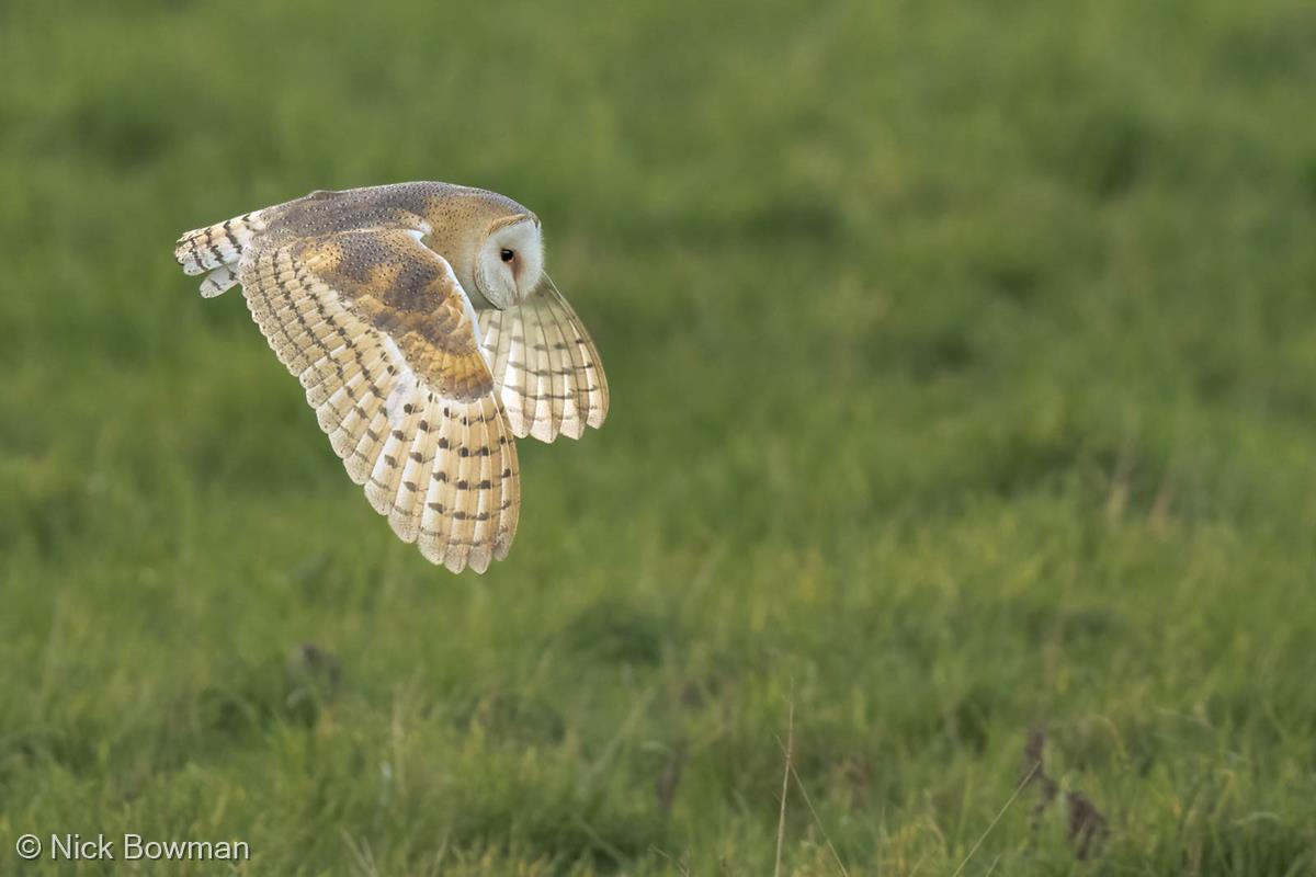 Barn Owl Looking for Prey by Nick Bowman