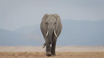 Walking with Intent