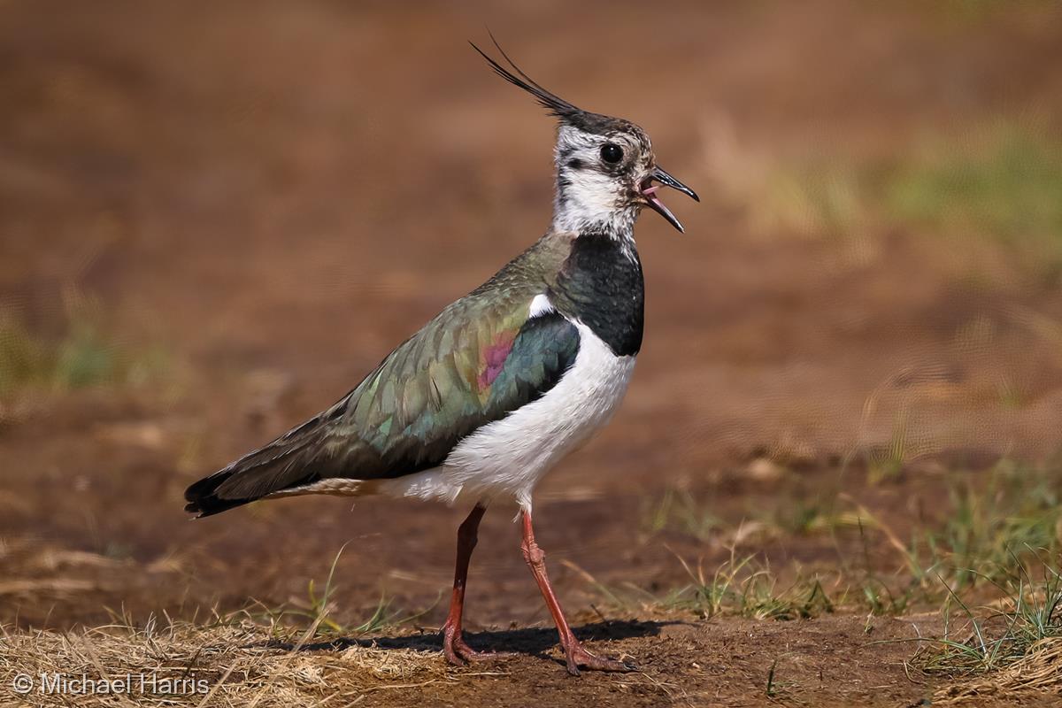 Lapwing by Michael Harris