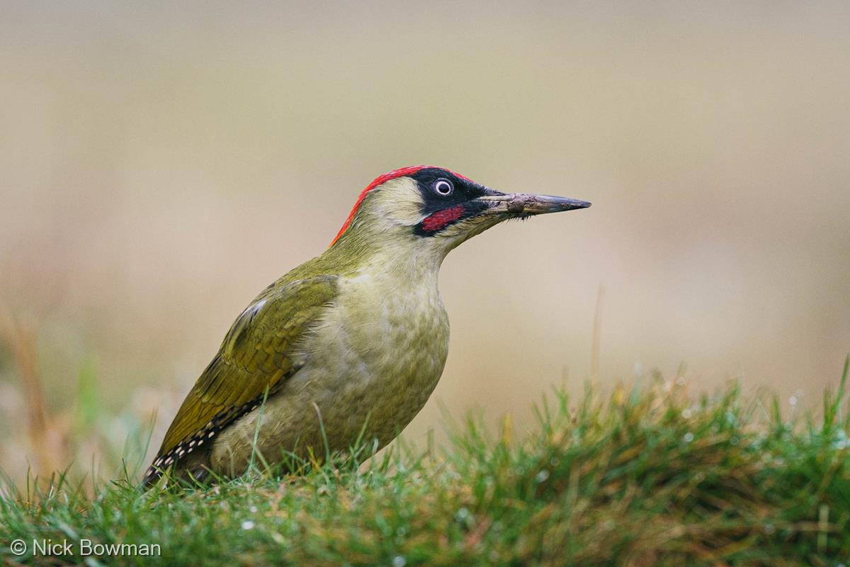 Green Woodpecker Foraging for Insects by Nick Bowman