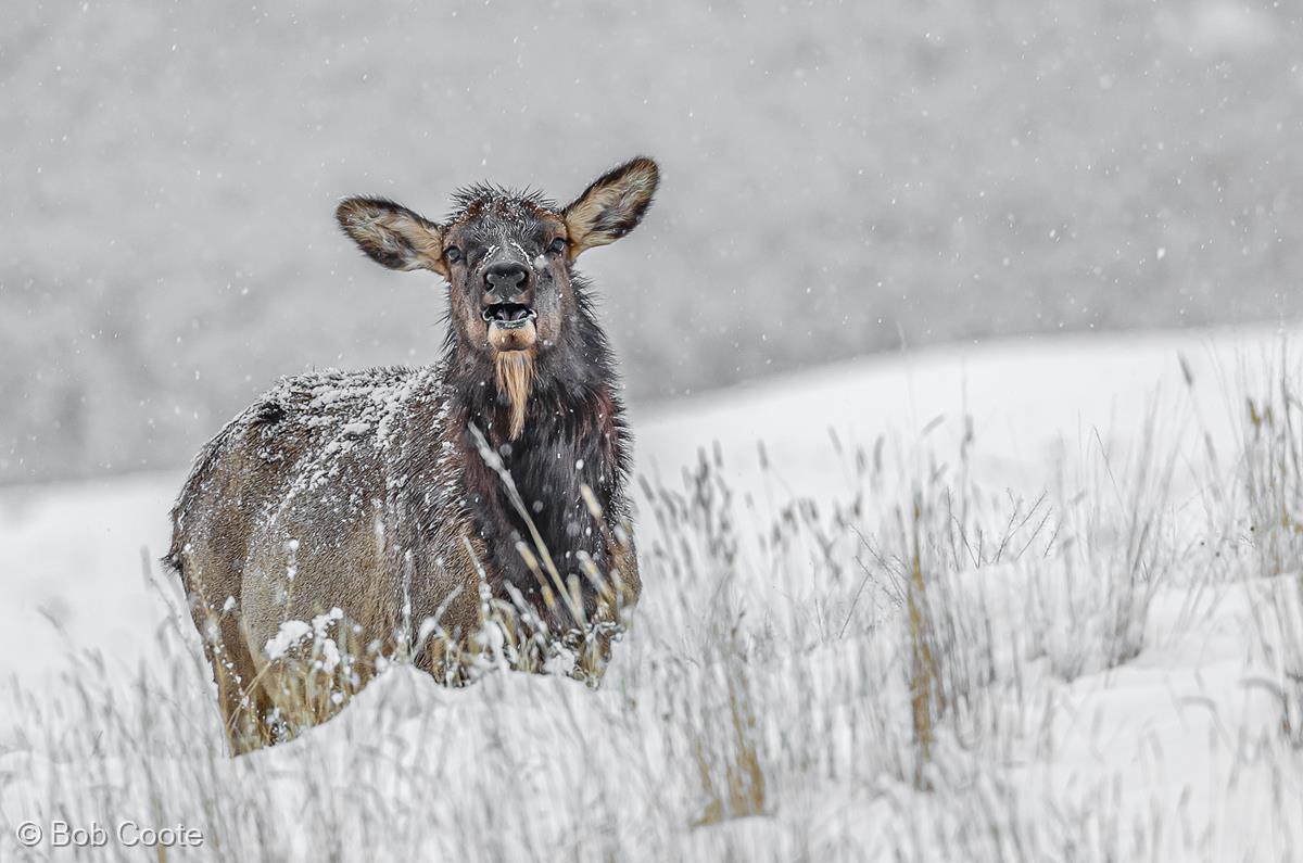 Elk by Bob Coote