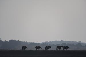 The Horses, Sudbourne Marshes