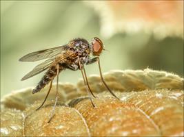 Stiletto Fly