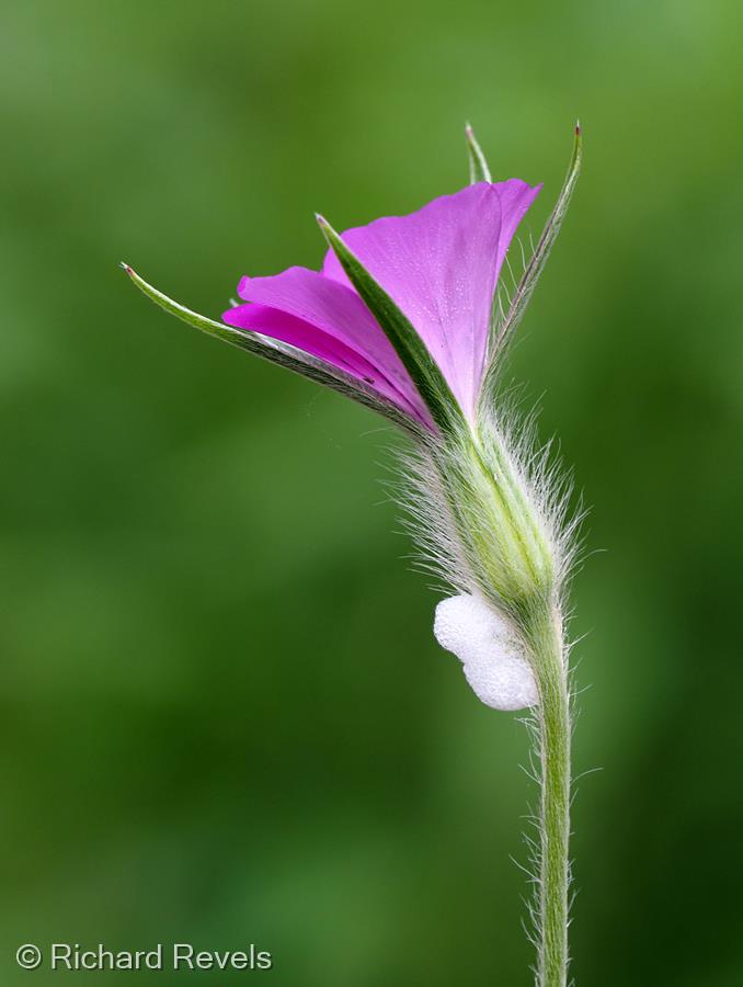 Corn Cockle with Cuckoo-spit by Richard Revels