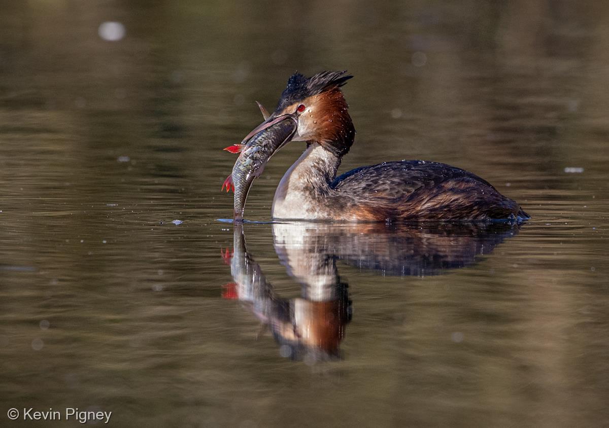 Great Crested Grebe with Rudd by Kevin Pigney