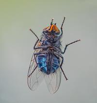 Underside of a Fly