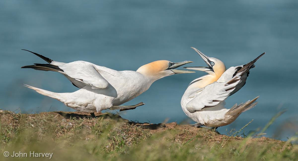 Northern Gannets Fighting by John Harvey