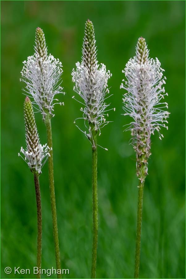 Narrow Leaf Plantain by Ken Bingham