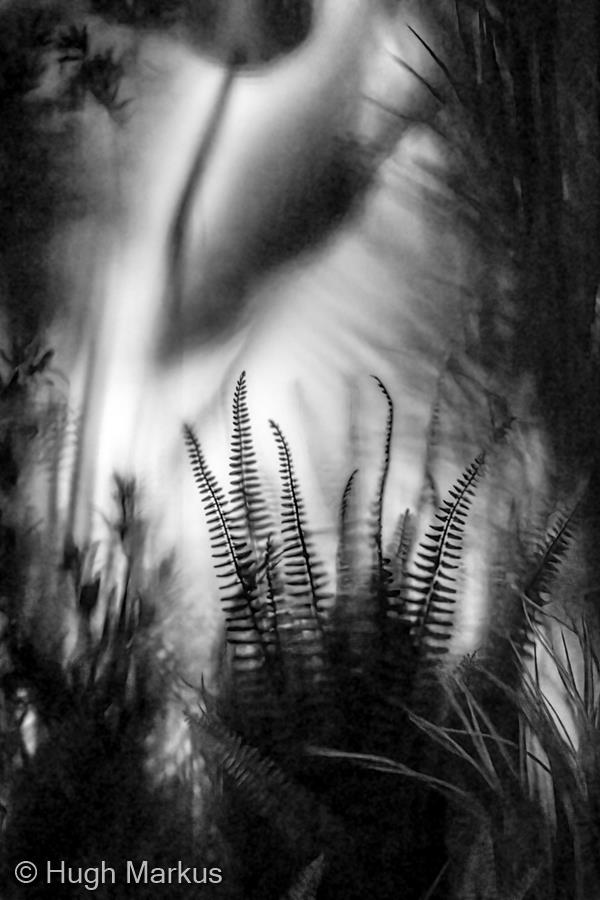 Fern Forest by Hugh Markus