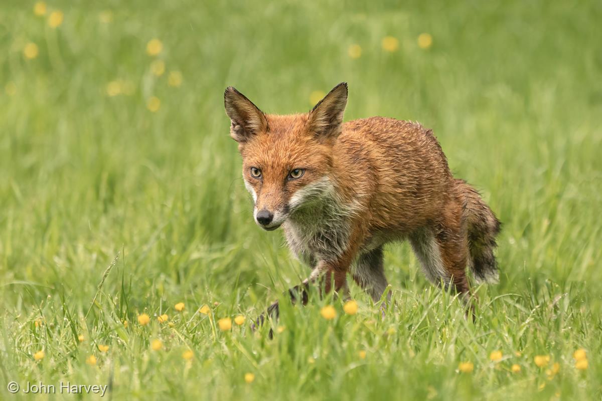 Fox in the Buttercups by John Harvey