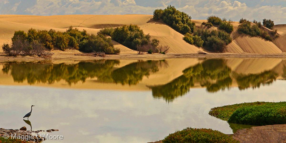 Gran Canaria Sand Dunes and Heron by Maggie O'Moore