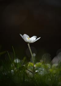Wood Anemone