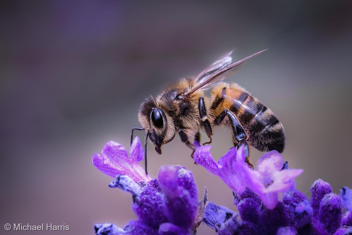 Honey Bee on Lavender by Michael Harris