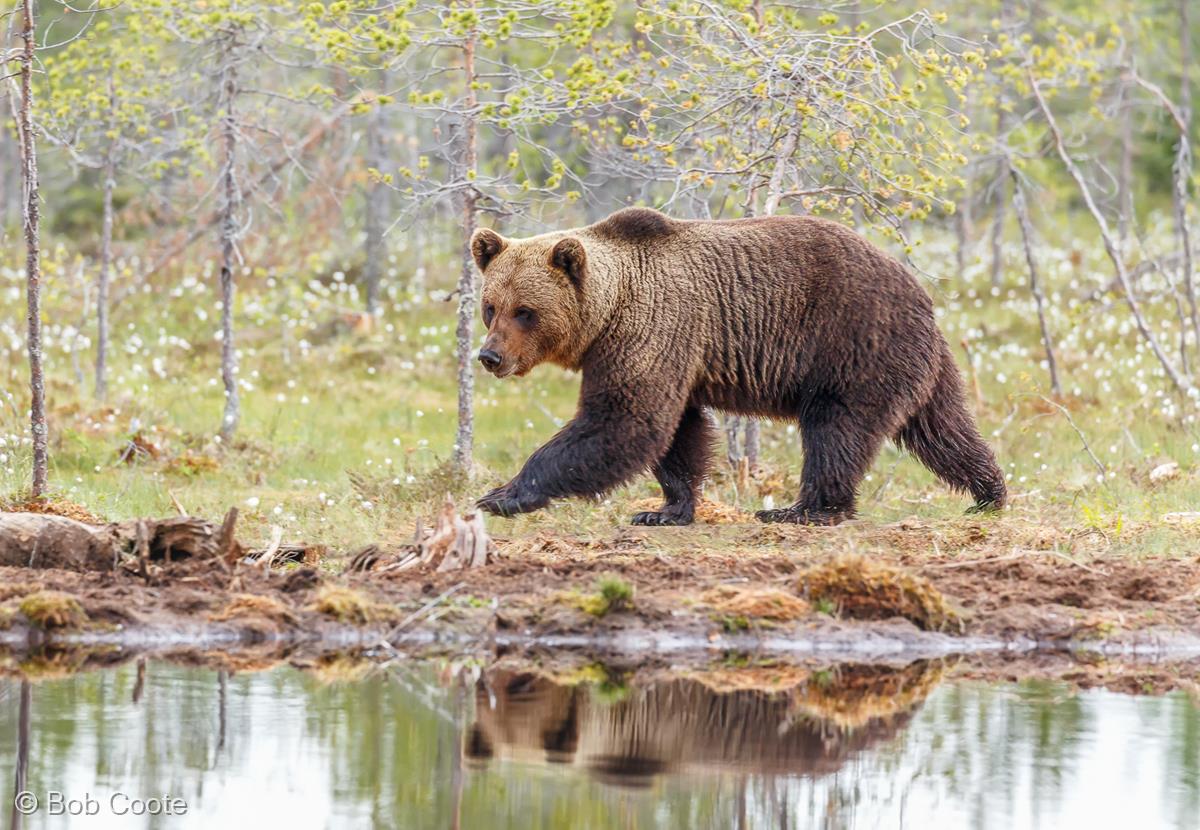 Brown Bear, Finland by Bob Coote