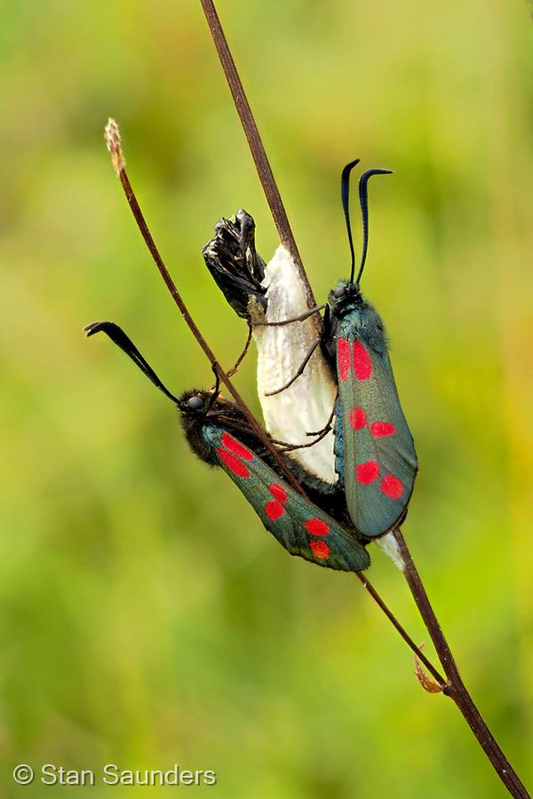 Newly Emerged Burnet Moth Being Mated by Stan Saunders