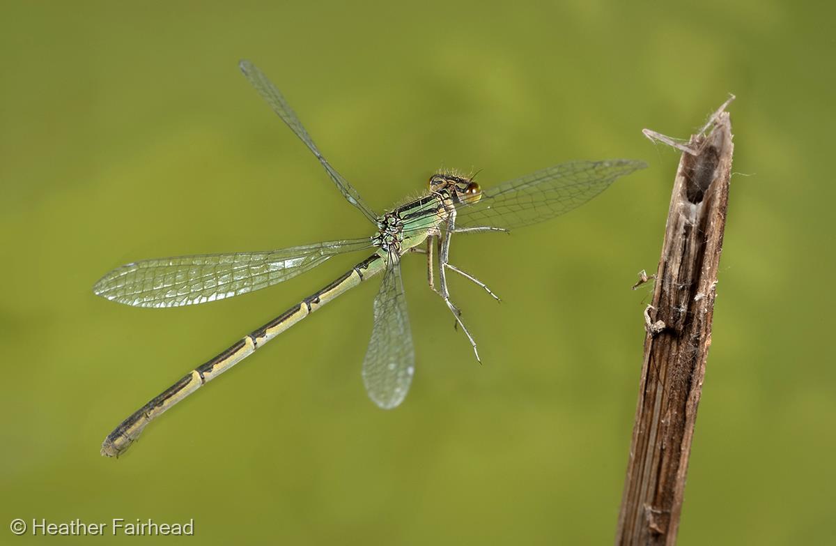 Common Clubtail in Flight by Heather Fairhead