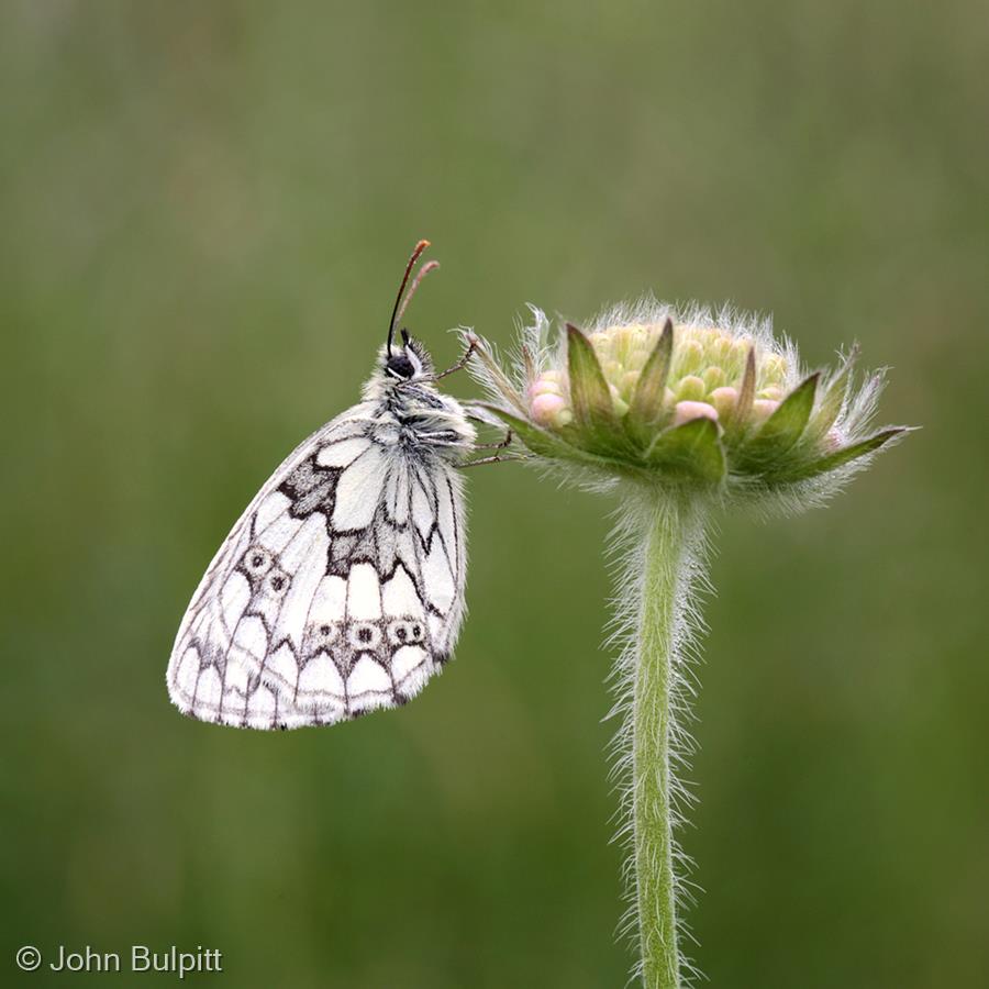 Marbled White on Scabious Bud by John Bulpitt