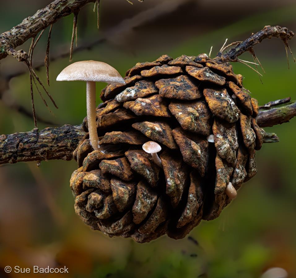 Fungus Growing on Fir Cone by Sue Badcock