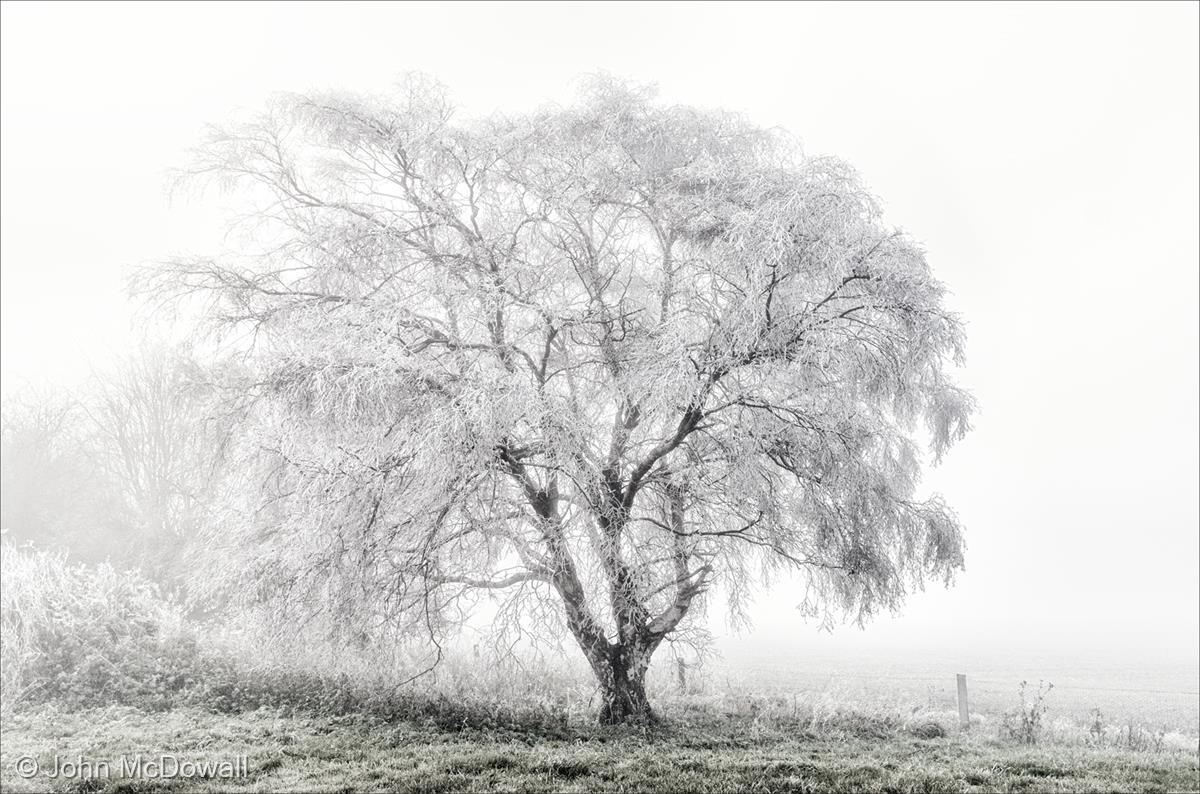 Tree in Hoar Frost by John McDowall