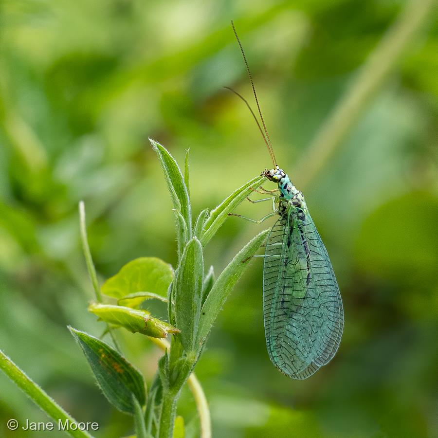 Lacewing by Jane Moore