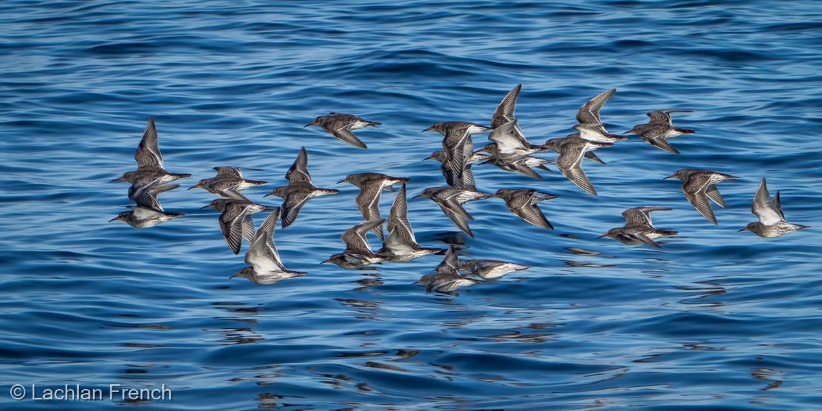 Purple Sandpipers by Lachlan French