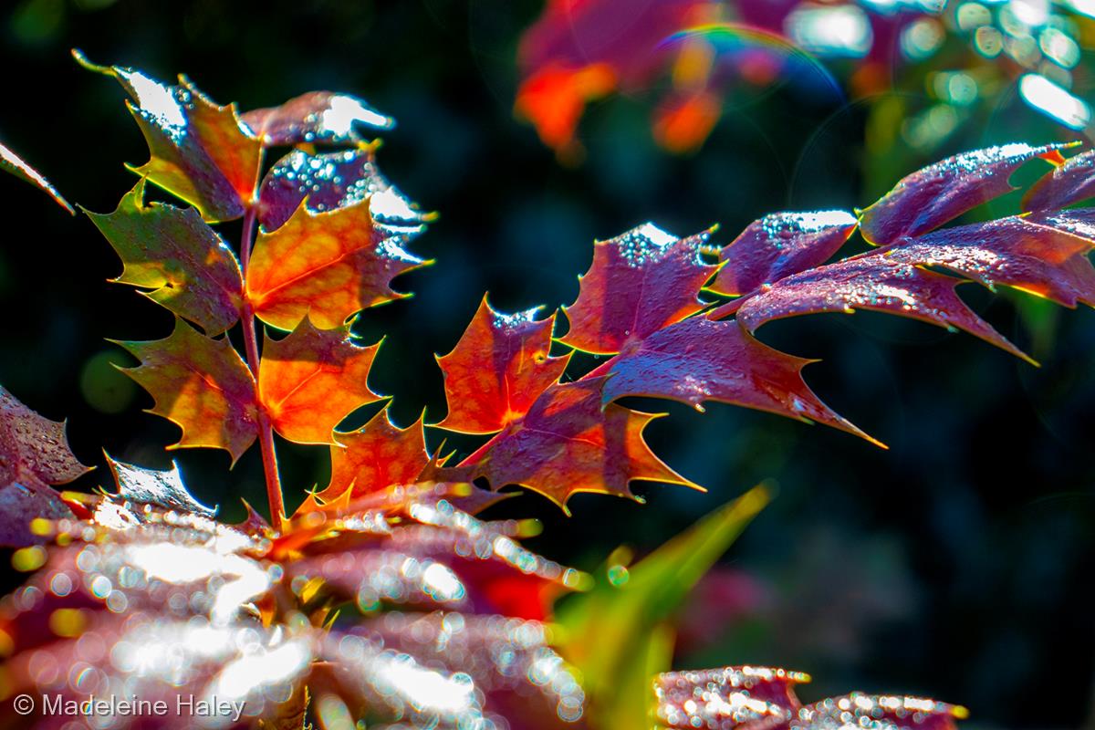 Colours of Nature by Madeleine Haley