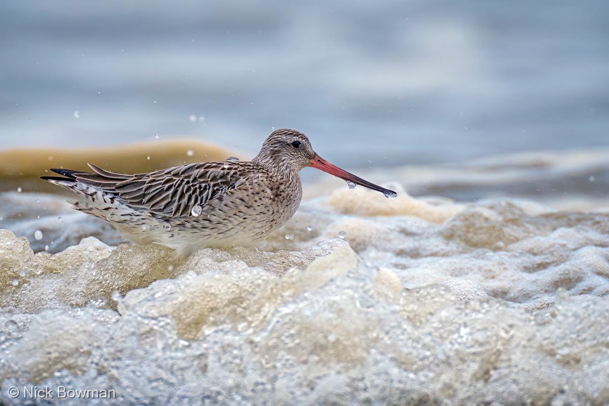 Bar-tailed Godwit Bath Time by Nick Bowman