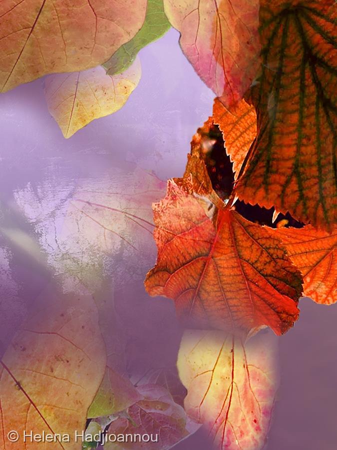 Autumn Leaves by Helena Hadjioannou