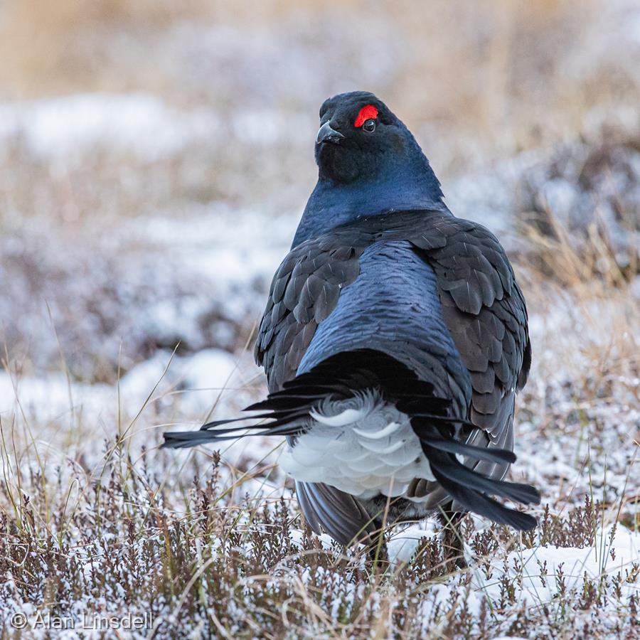 Black Grouse on a Snowy Moor by Alan Linsdell