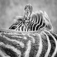 Young Zebra