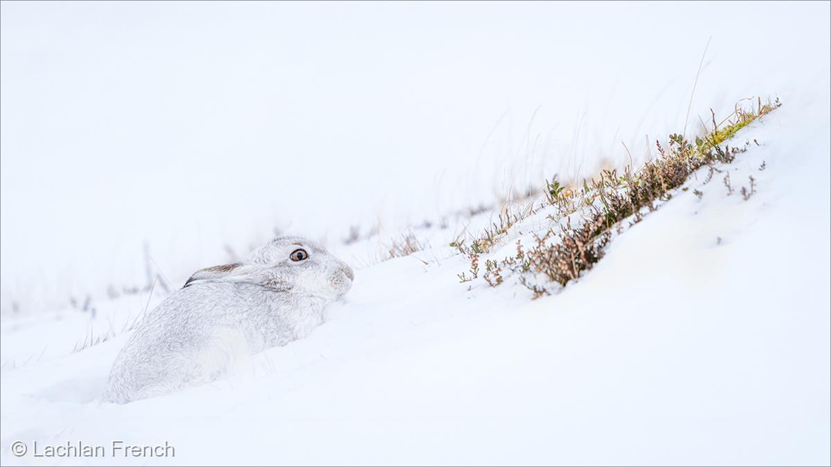 Mountain Hare Eyeing Lunch by Lachlan French