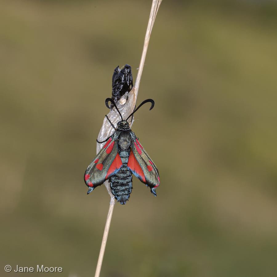 Burnet Moth Emerging by Jane Moore